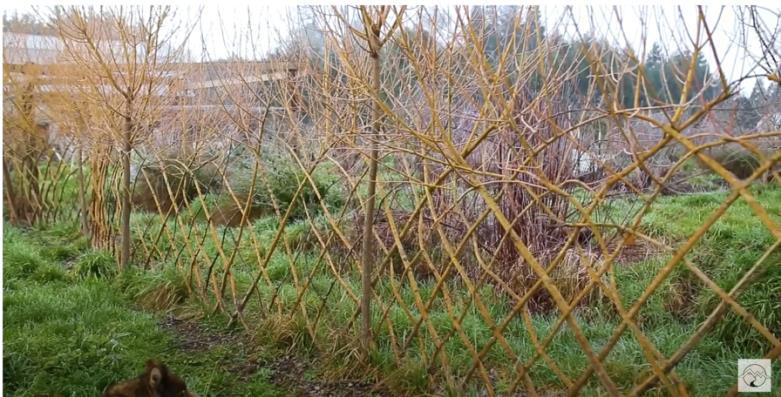 Living Willow Branch Fence
